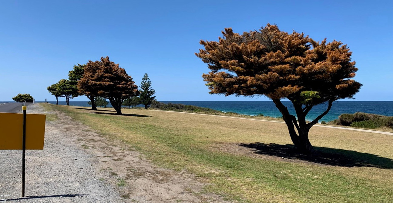 Trees dying to improve a view