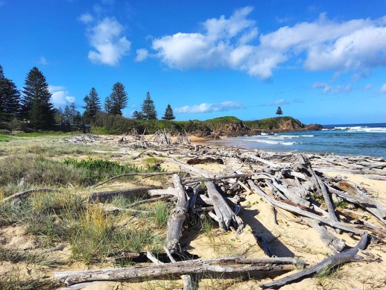 Beach covered in debris and driftwood