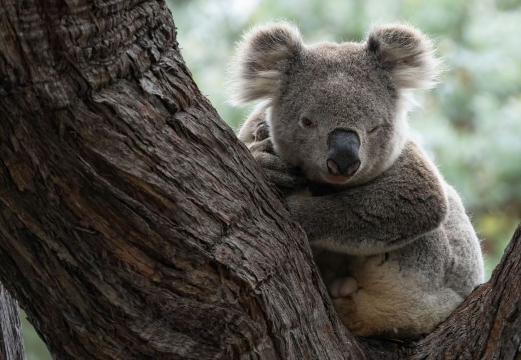 Winking koala_D.Sinnott DCCEEW